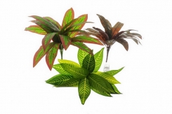 046 vestačke dracene